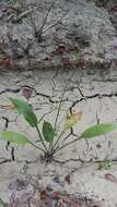 Image of Narrow-leaved Water-plantain