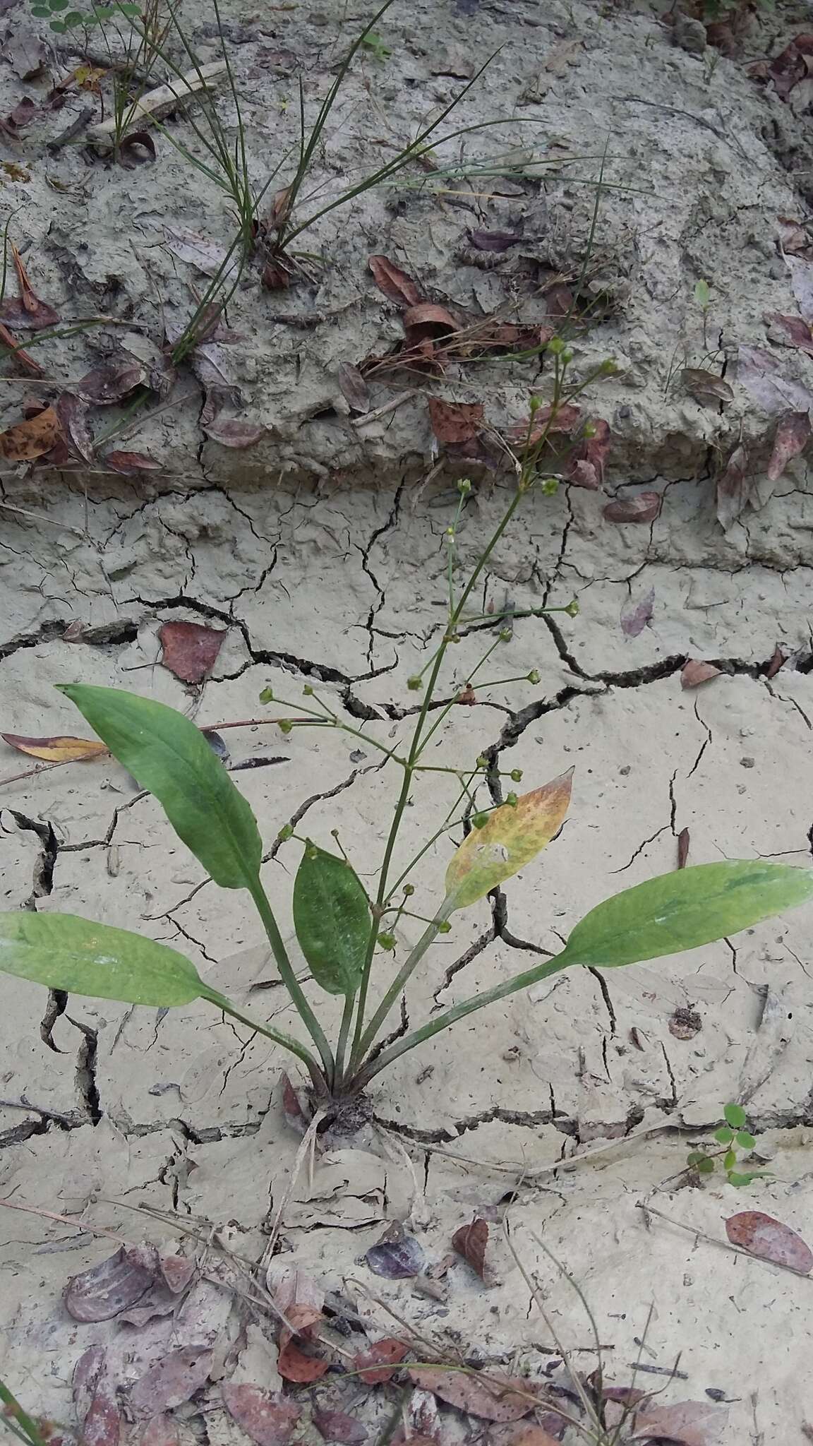 Image of Narrow-leaved Water-plantain