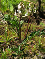 Image of Robbins' milkvetch