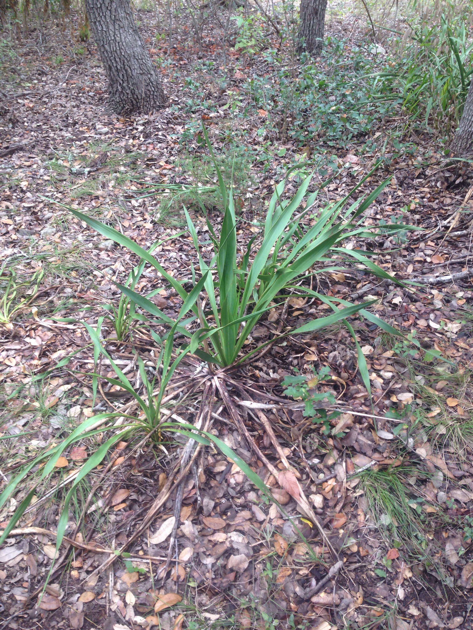 Image of Texas yucca