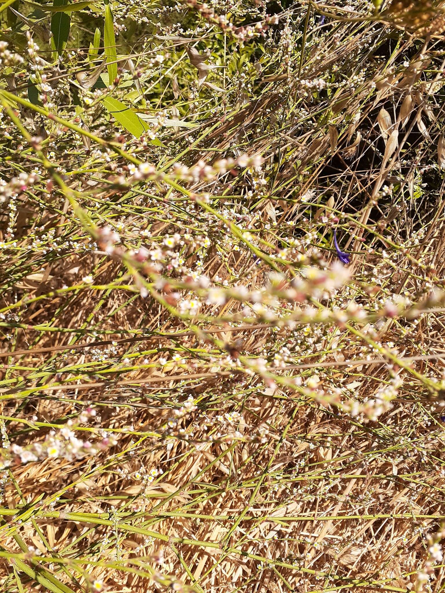 Image de Polygonum equisetiforme Sm.