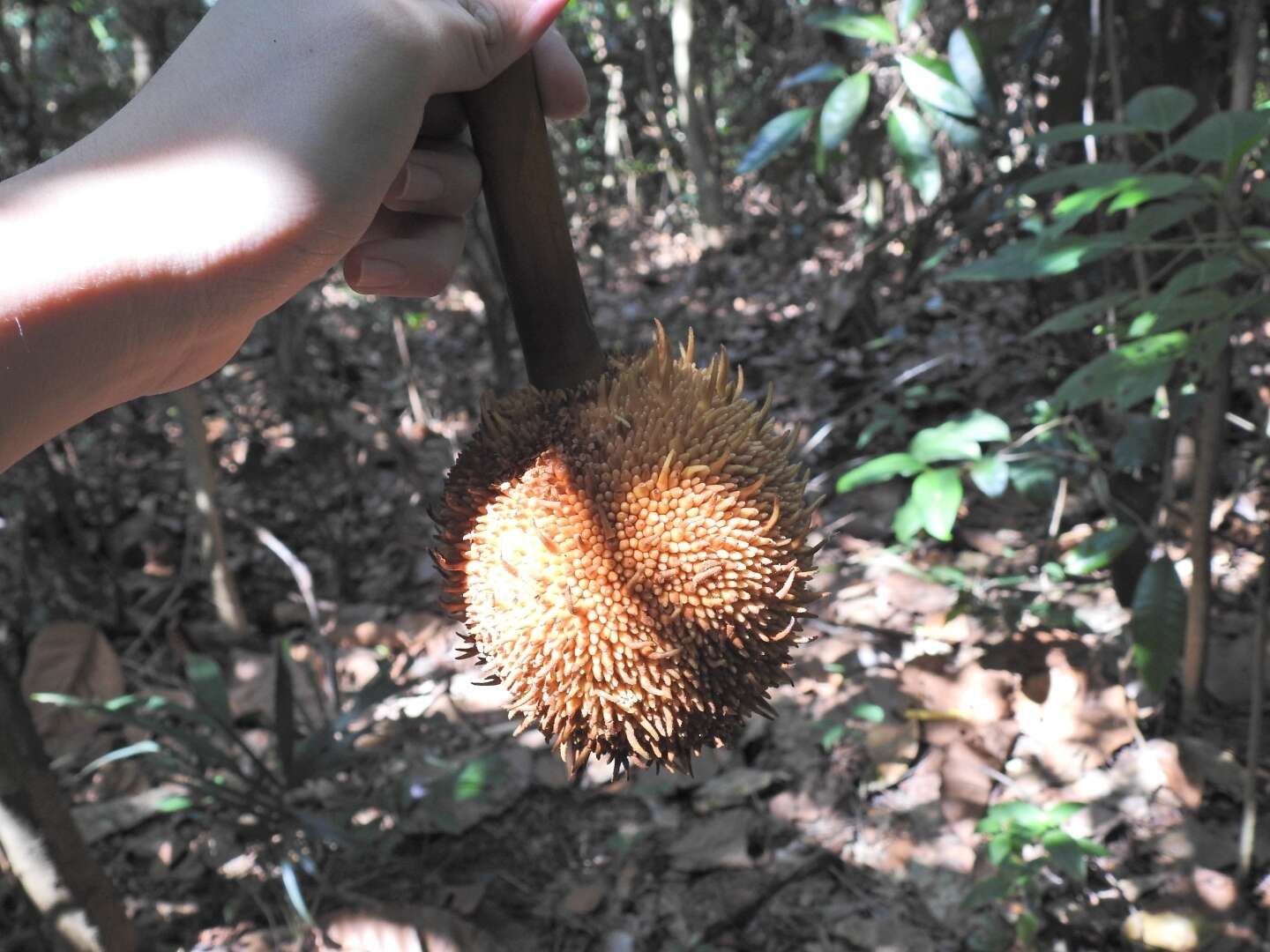 Image de Artocarpus elasticus Reinw. ex Bl.