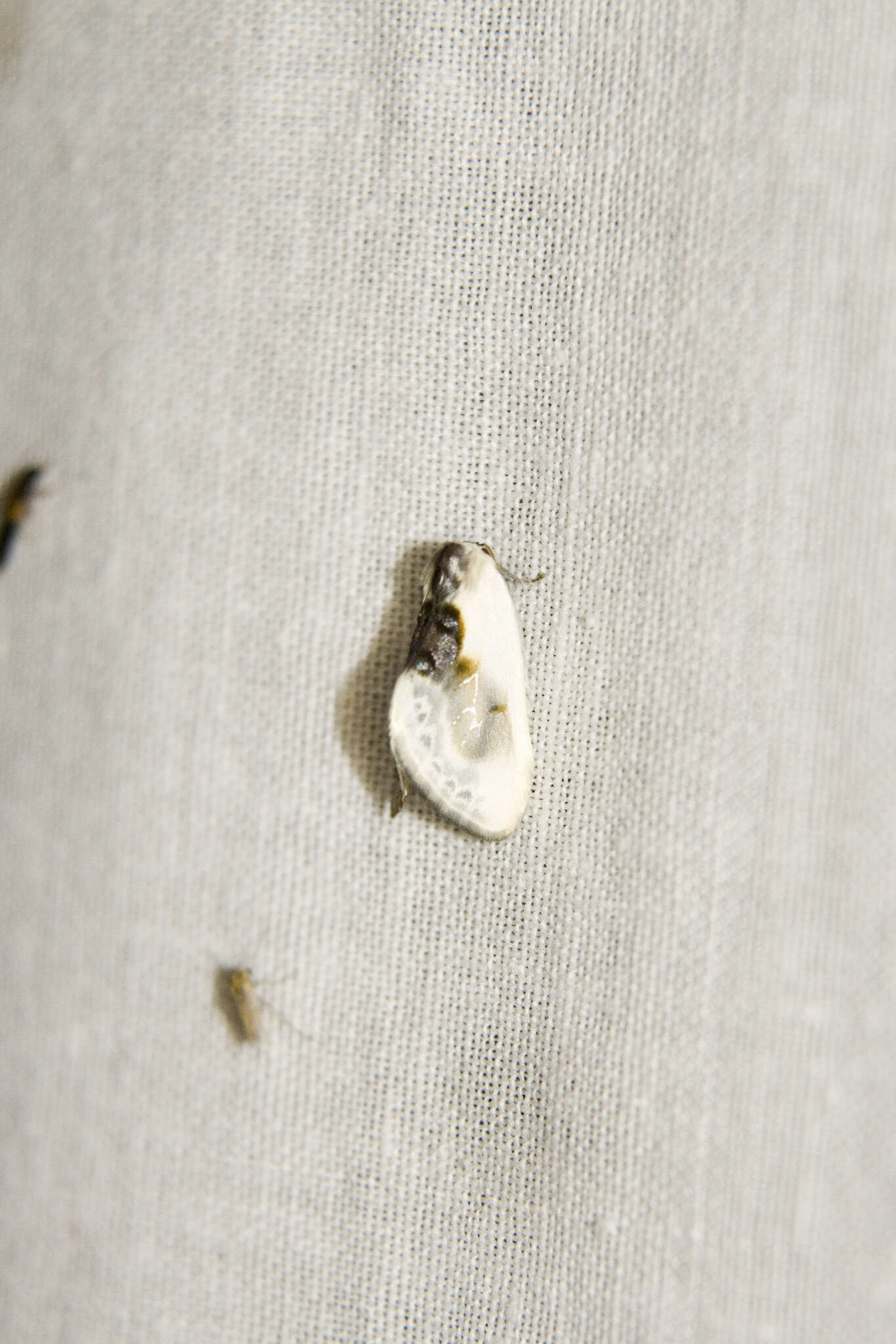 Image of Cilix