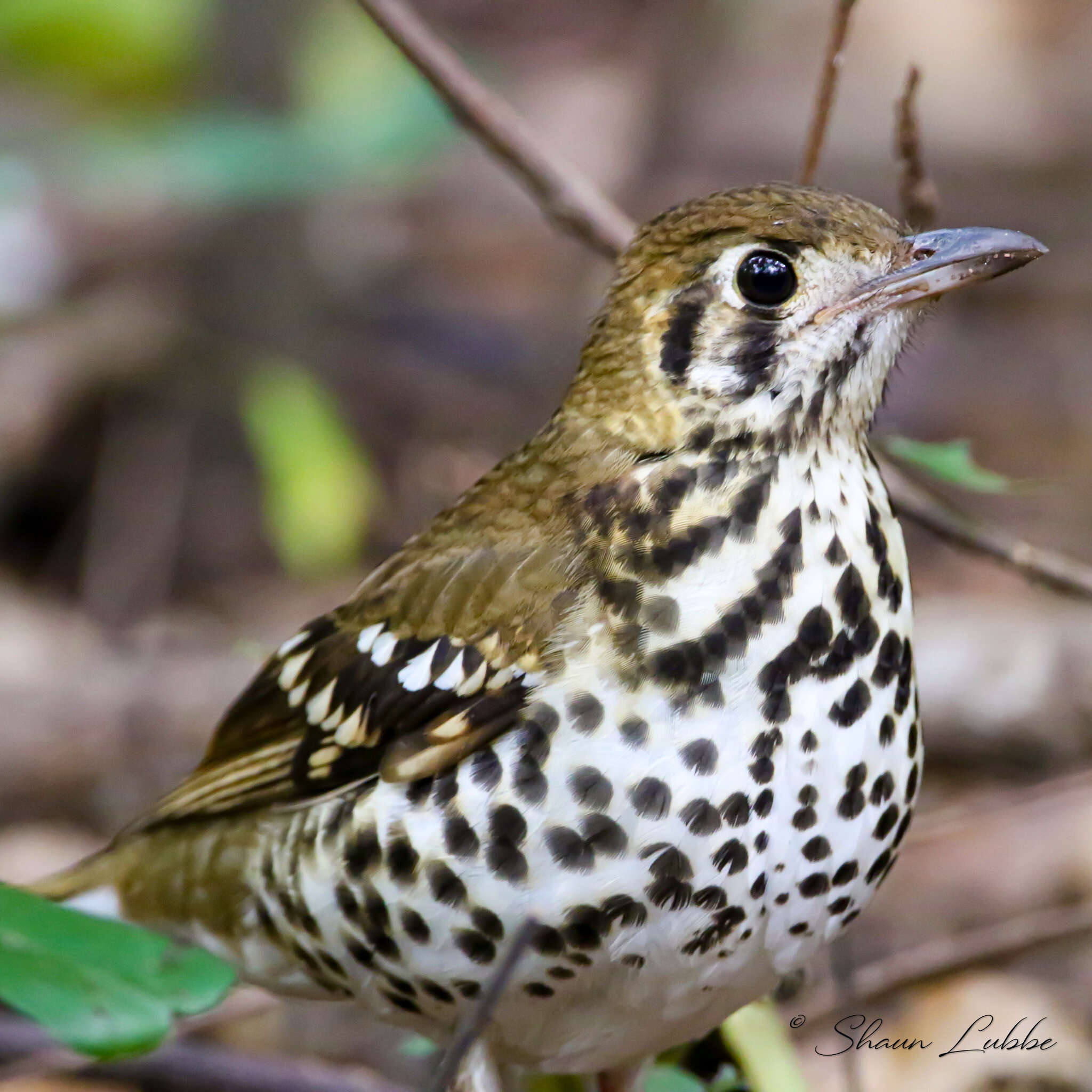 Image of Spotted Ground Thrush