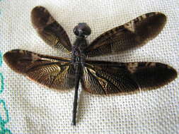 Слика од Rhyothemis obsolescens Kirby 1889