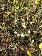 Image de Sabulina californica (A. Gray) Dillenb. & Kadereit