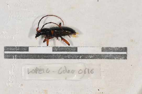 Image of Neoplocaederus