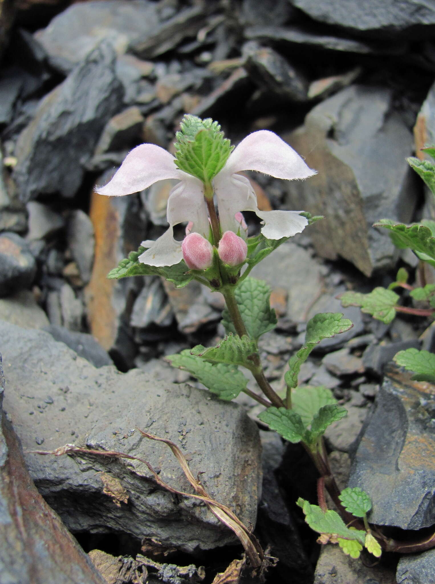 Image of Lamium tomentosum Willd.