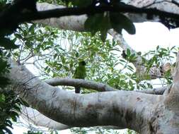 Image of Ouvea Parakeet