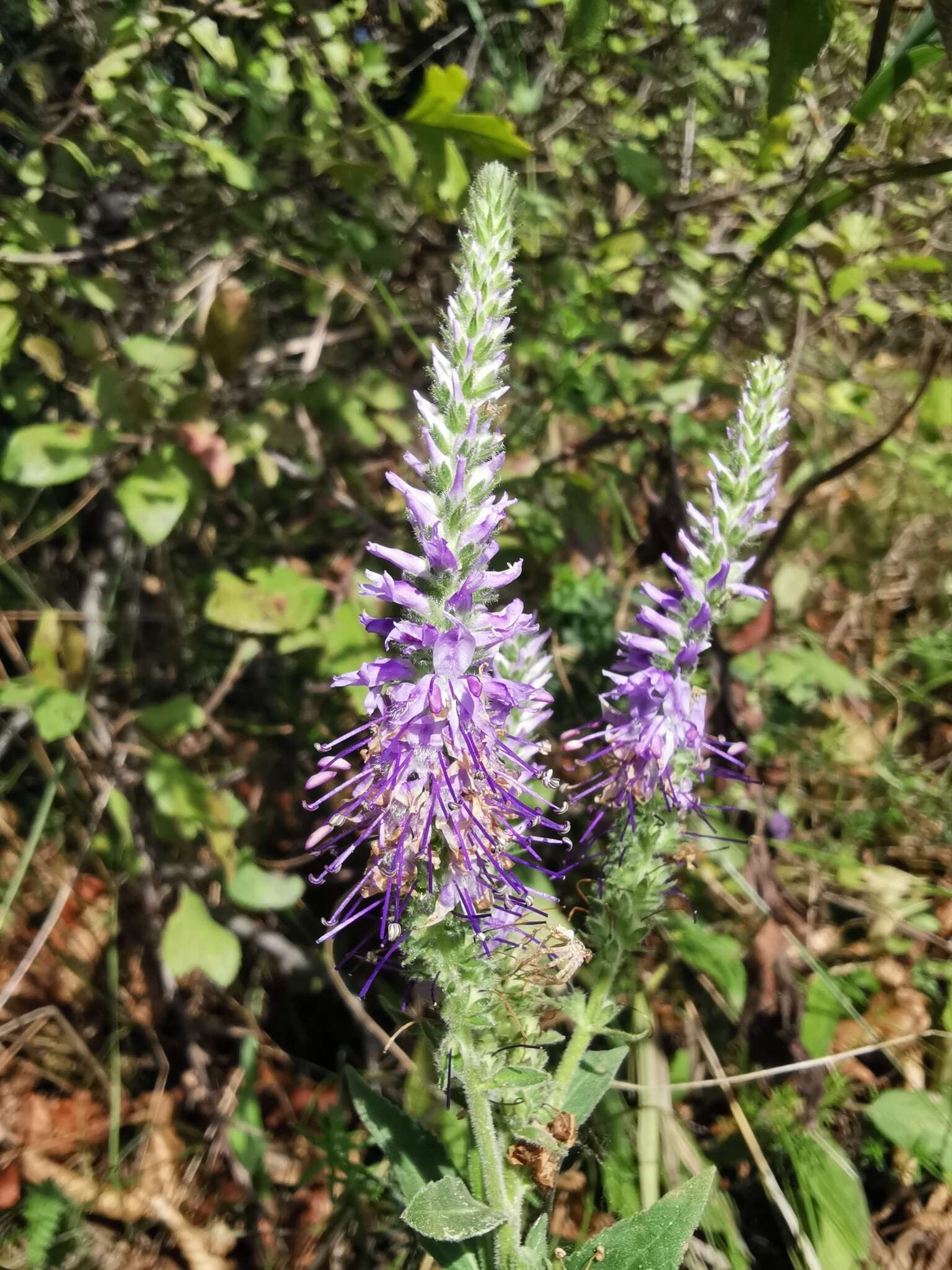 Sivun Veronica orchidea Crantz kuva