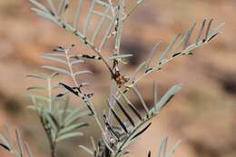 Imagem de Indigofera cryptantha var. occidentalis Baker fil.