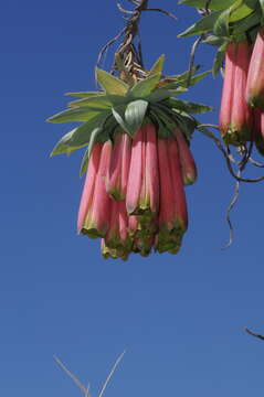 Image of Bomarea macrocephala Pax