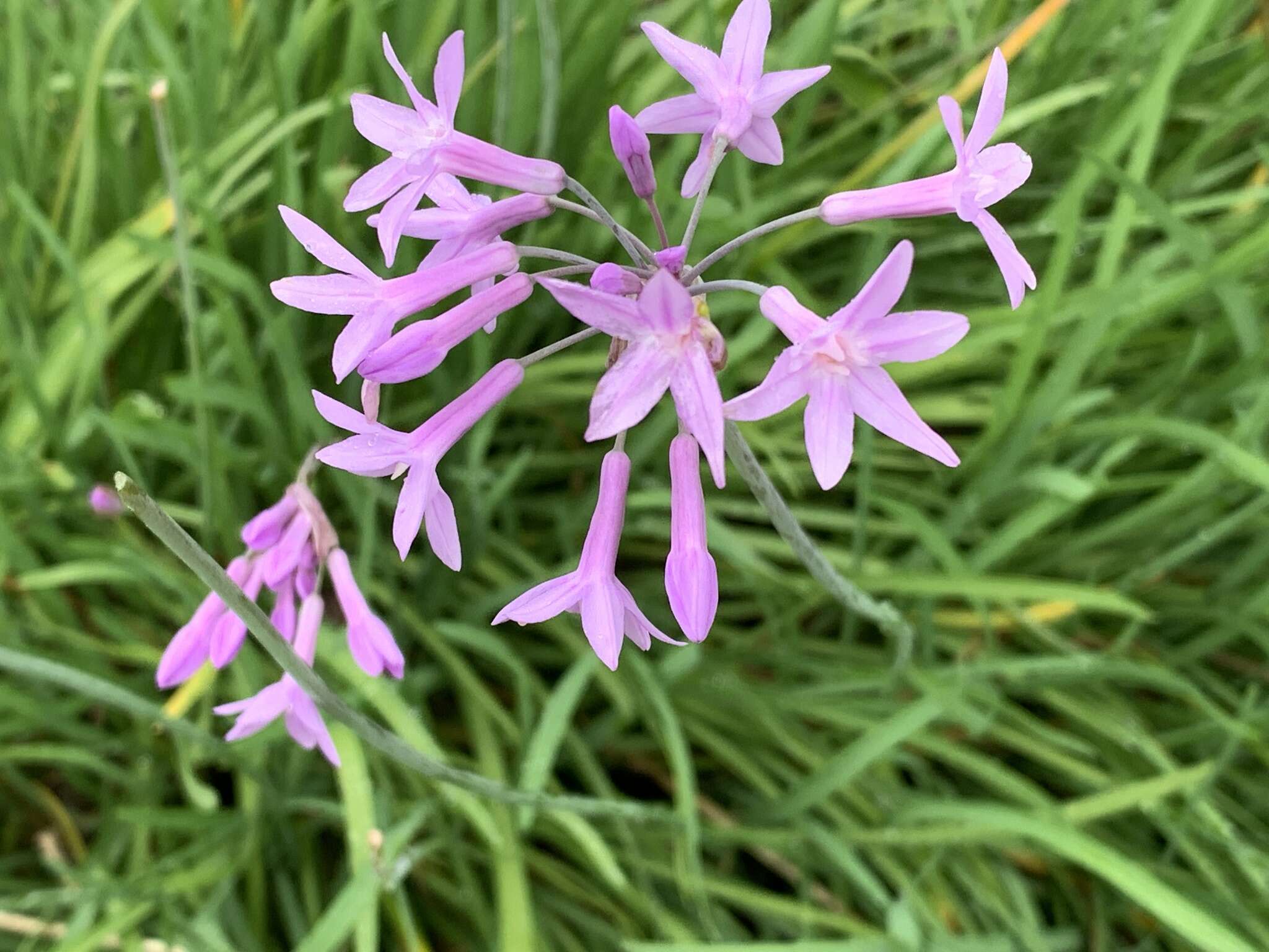 Tulbaghia violacea Harv. resmi