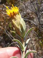 Image of Pteronia scabra Harv.