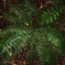 Image of Asplenium shuttleworthianum Kunze