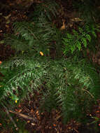 Image of Asplenium shuttleworthianum Kunze