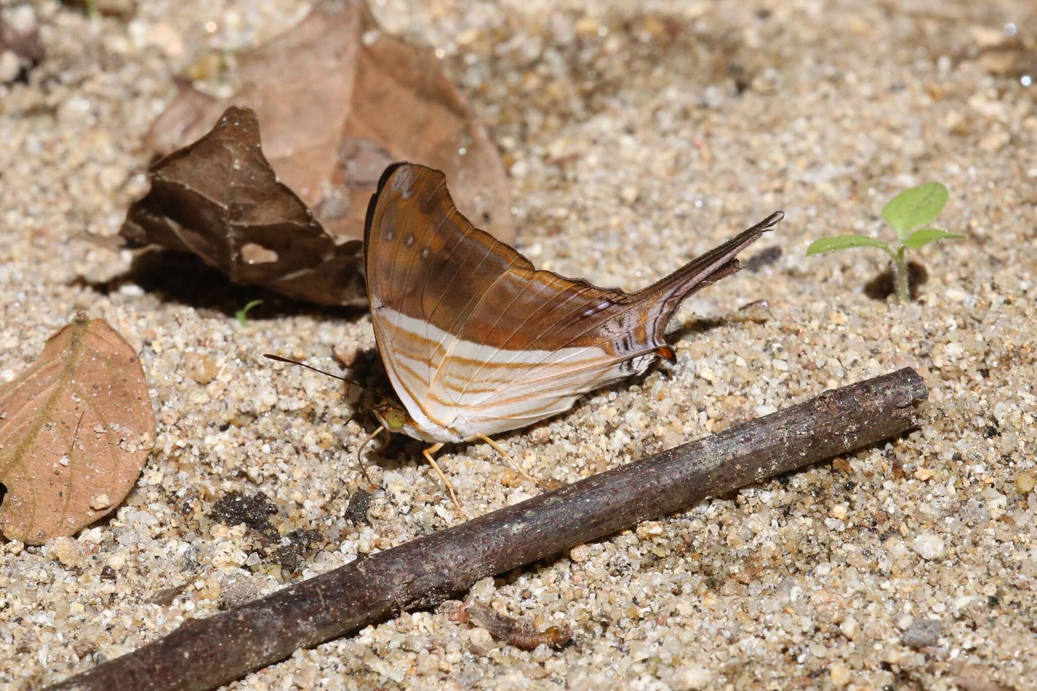 Image of Many-banded Daggerwing