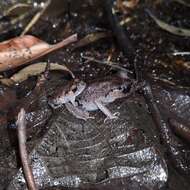 Image of Leptobrachium waysepuntiense Hamidy & Matsui 2010