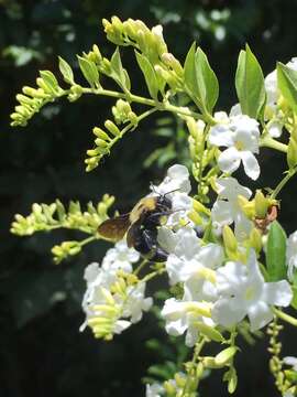 Image of Bombus steindachneri Handlirsch 1888