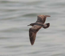 Image of Grey Gull