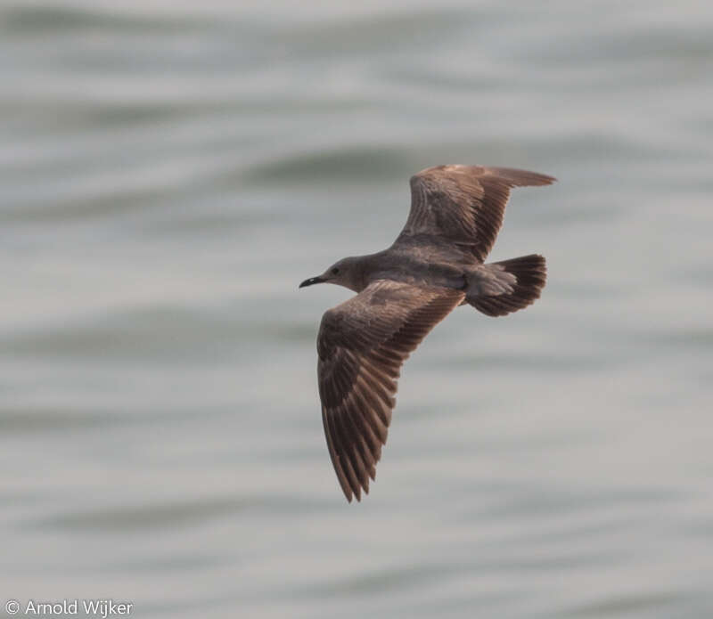 Image of Grey Gull