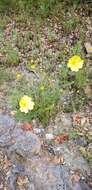 Image of Hooker's evening primrose