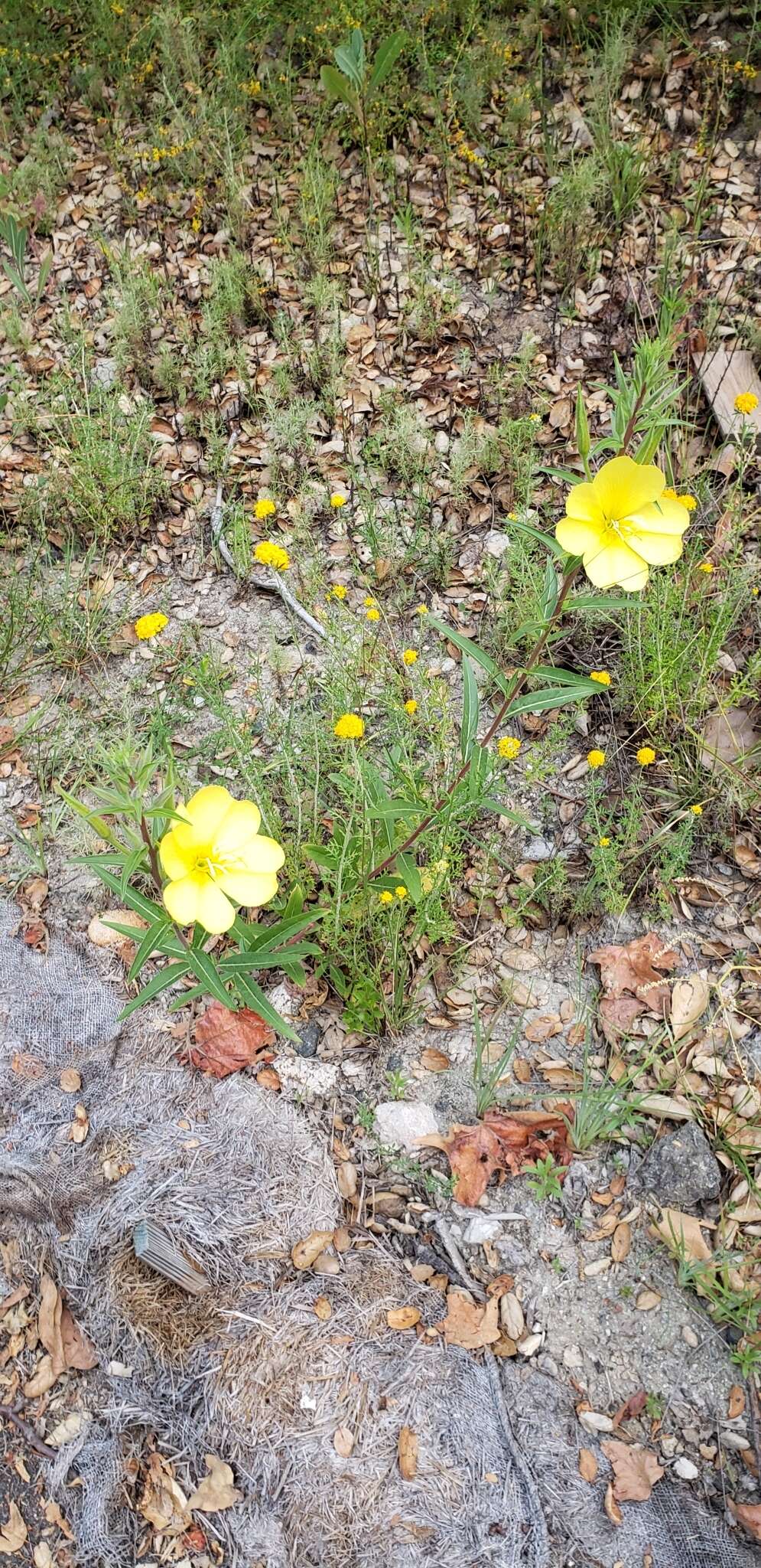 Image of Hooker's evening primrose