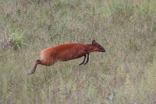 Image of Black-fronted Duiker