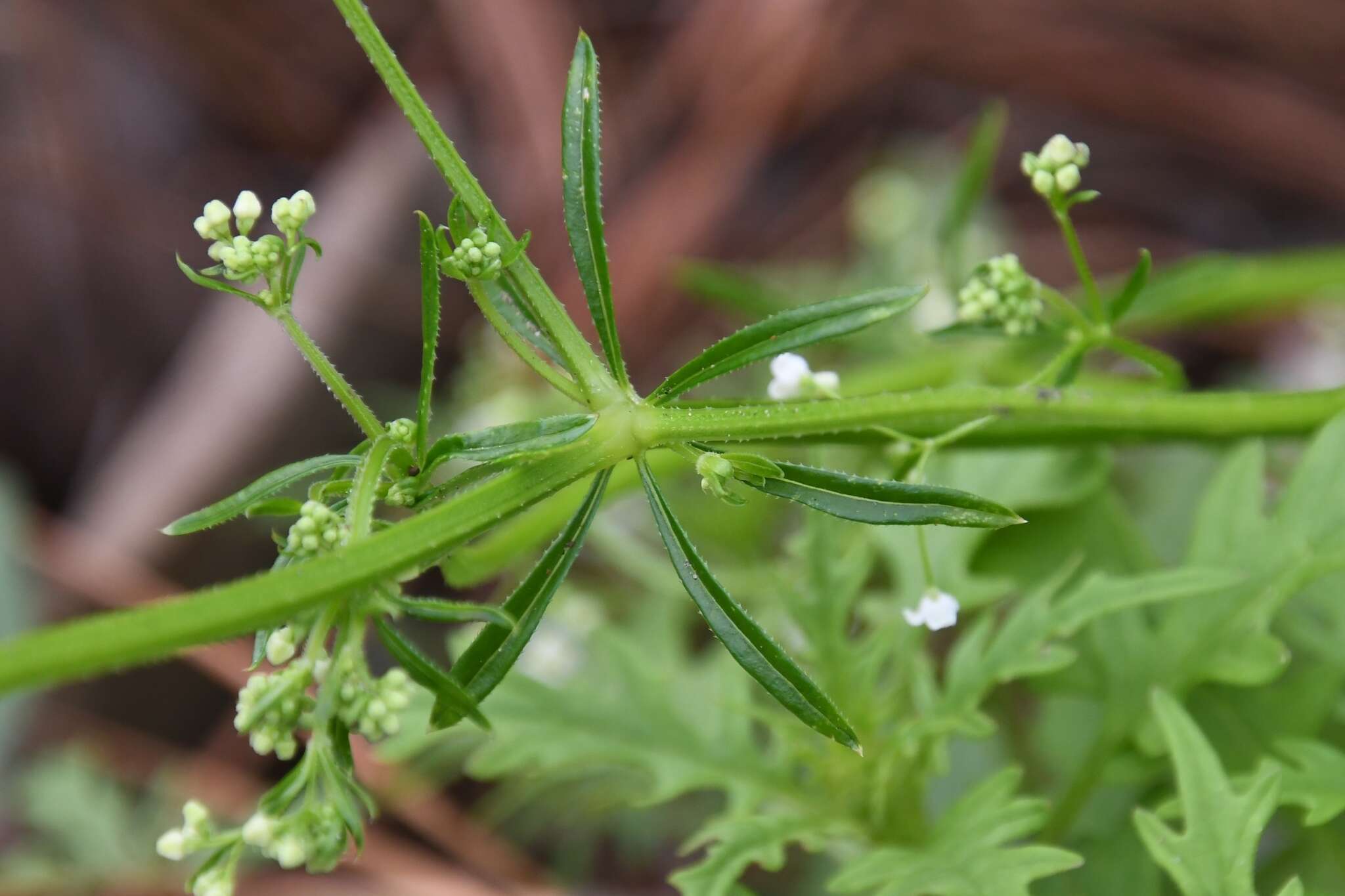 Galium mexicanum Kunth resmi