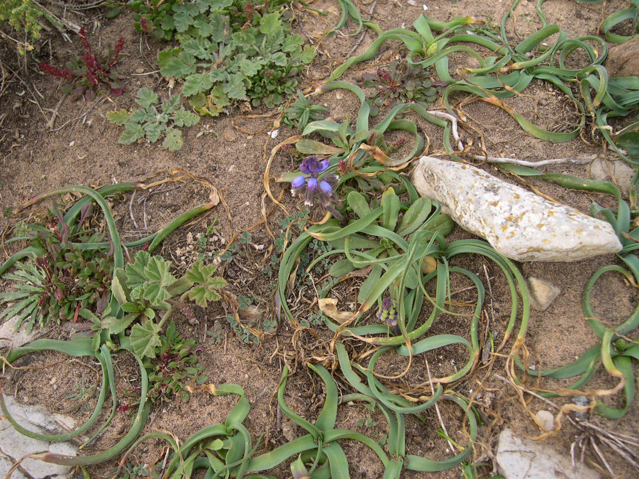 Image of Bellevalia dubia subsp. hackelii (Freyn) Feinbrun