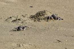 Image of Horned Ghost Crab