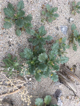 Image of broad-leaf gilia