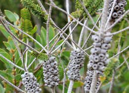 Image of Melaleuca transversa Craven & R. D. Edwards