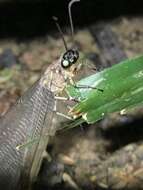 Image of Myrmeleon (Myrmeleon) timidus Gerstaecker 1888