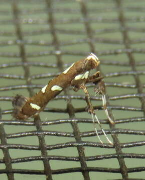 Image of Caloptilia adelosema (Turner 1940)