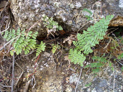 Слика од Argyrochosma peninsularis (Maxon & Weath.) Windham