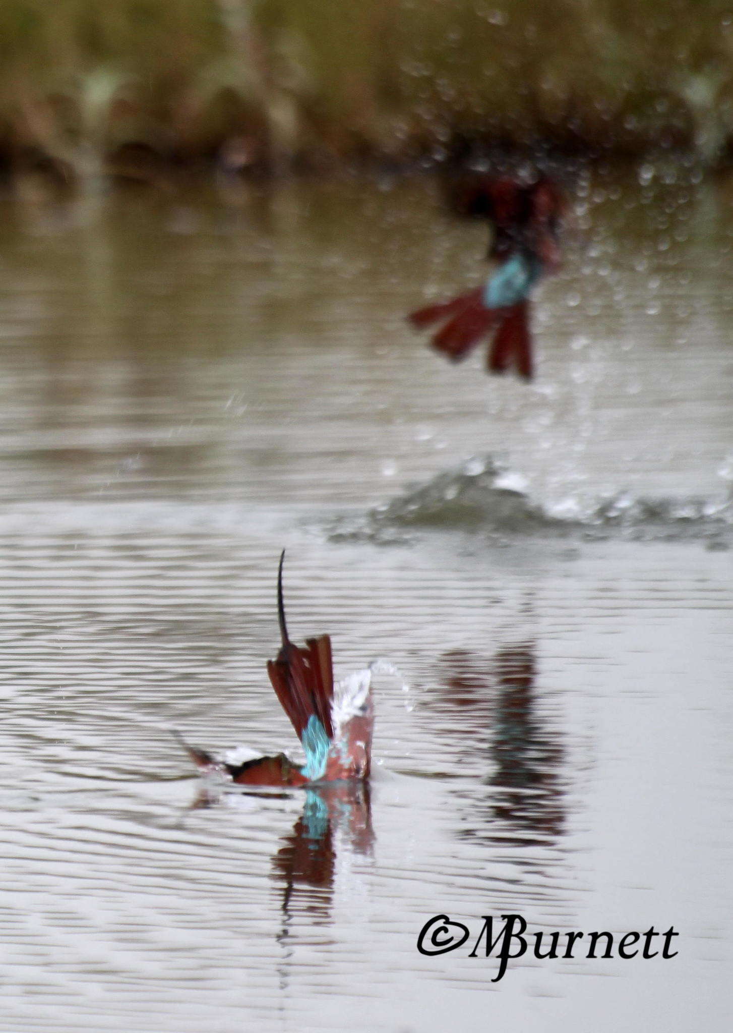 Image of Northern Carmine Bee-eater