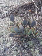 Image of Adromischus sphenophyllus C. A. Smith