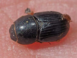 Image of Otophorus