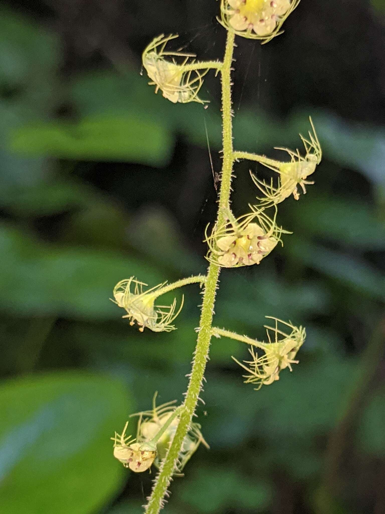 Image of slightstemmed miterwort