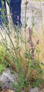 Image of Trans-Pecos giant hyssop