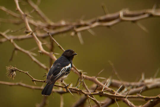 Image of White-bellied Tit