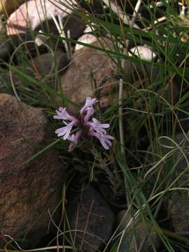 Image of Striga bilabiata subsp. bilabiata