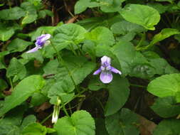 Image of Viola anagae A. Gilli