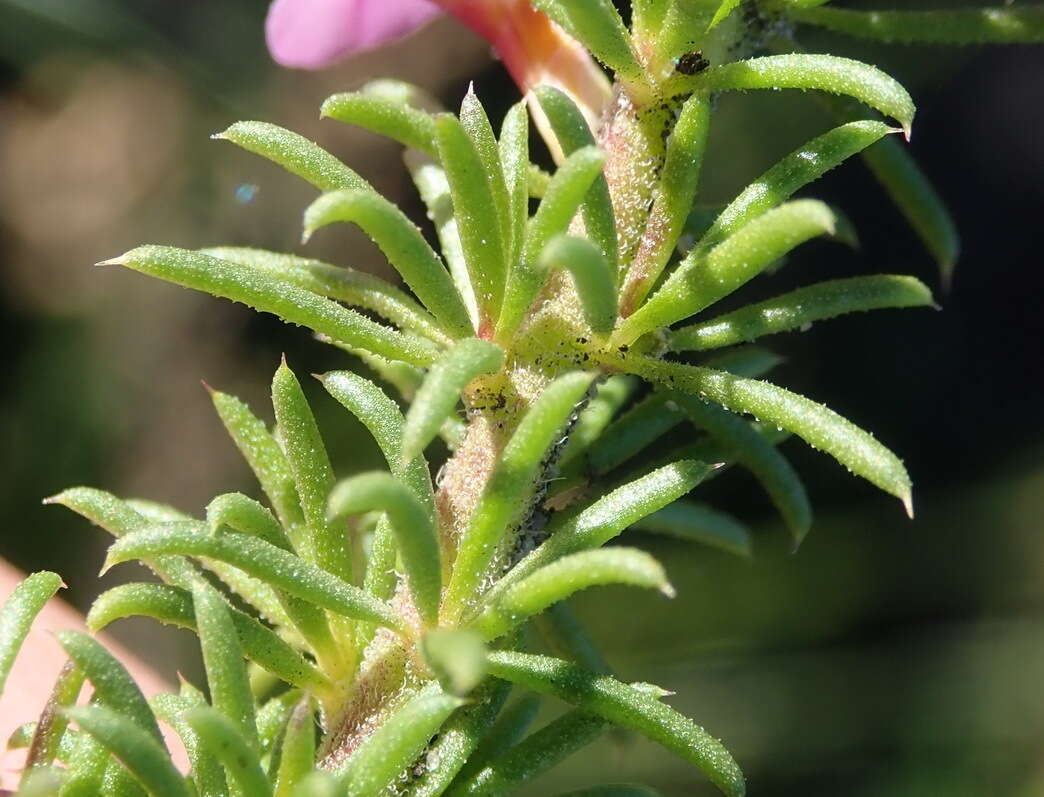 Image of Muraltia satureioides Burch. ex DC.