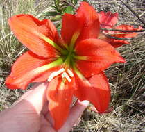 Imagem de Hippeastrum morelianum Lem.