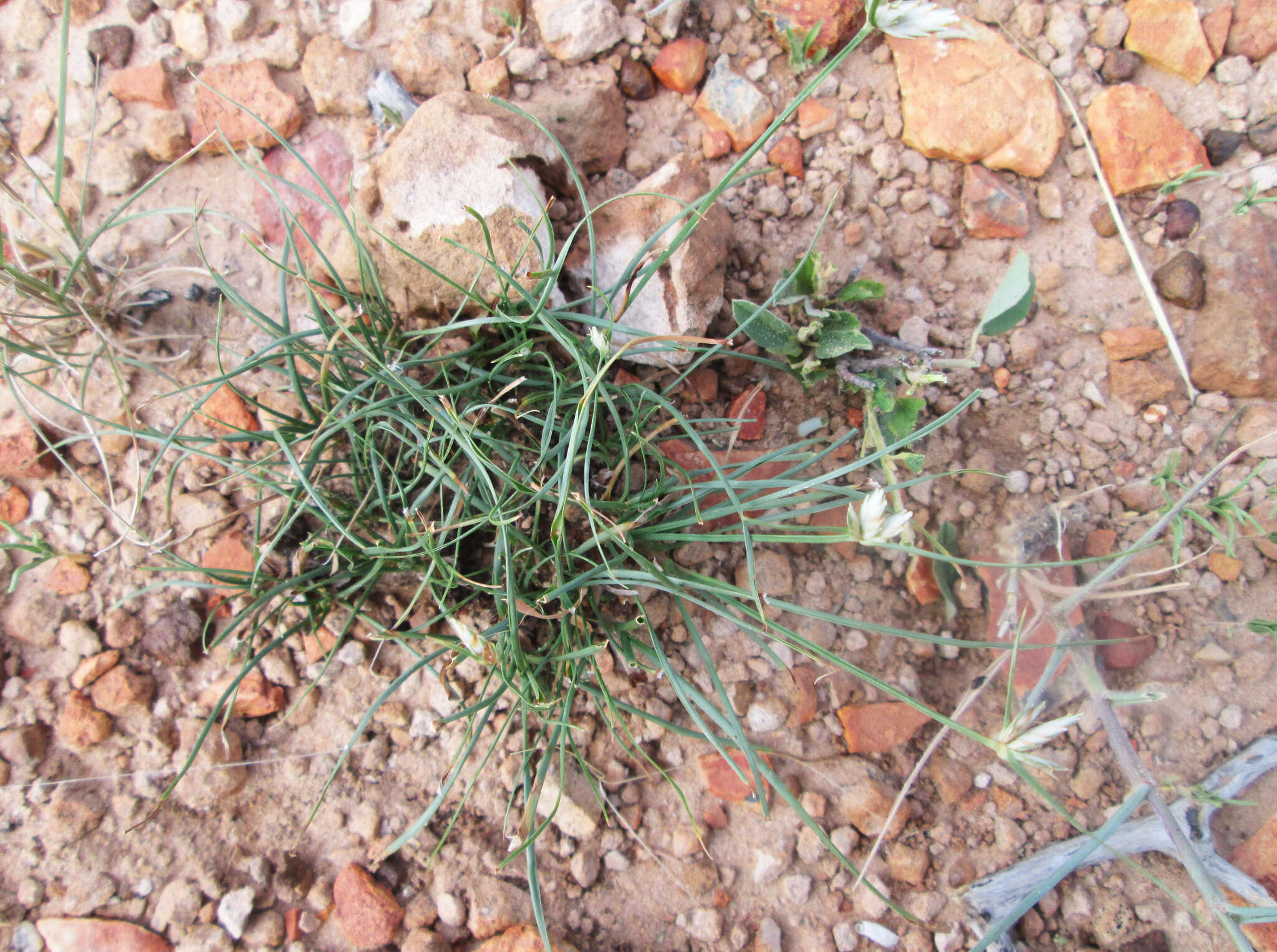 Image of Cyperus margaritaceus Vahl