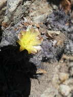 Image of Copiapoa humilis subsp. humilis