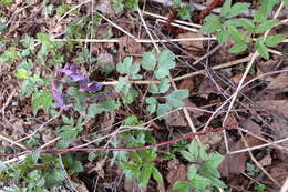 Image of Peronospora corydalis