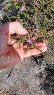 Image of Melaleuca gibbosa Labill.